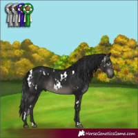 Horse Color:Gray White Spotted Black 