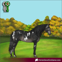 Horse Color:Gray White Spotted Black