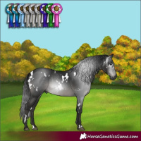 Horse Color:Gray White Spotted Black 