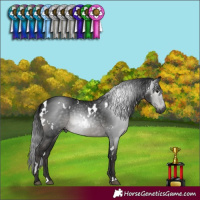 Horse Color:Gray White Spotted Black