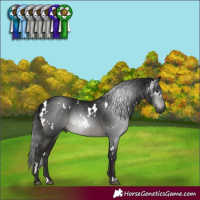 Horse Color:Gray White Spotted Black 