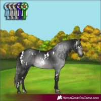 Horse Color:Gray White Spotted Black 