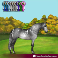 Horse Color:Gray White Spotted Black 