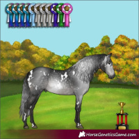 Horse Color:Gray White Spotted Black