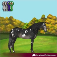 Horse Color:Gray White Spotted Black