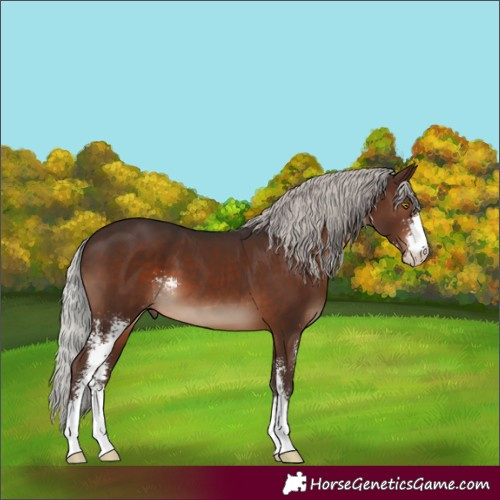 Horse Color:Silver Brown Sabino 