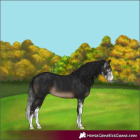 Horse Color:Gray Brown Sabino