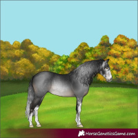 Horse Color:Gray Brown Sabino
