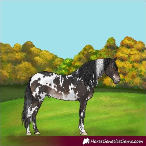 Horse Color:White Spotted Brown 