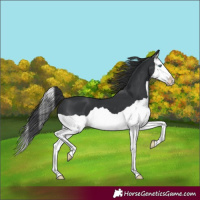 Horse Color:Black Splash 