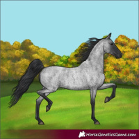 Horse Color:Blue Roan