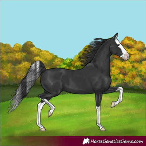 Horse Color:Black Splash 