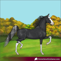 Horse Color:Black Splash 
