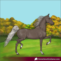 Horse Color:Silver Black Tobiano