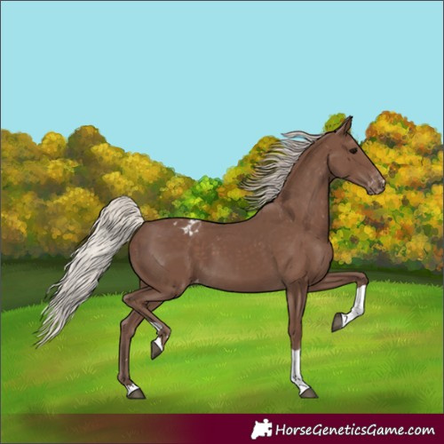 Horse Color:Silver Black Tobiano Blanket 