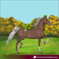 Horse Color:Silver Black Tobiano Blanket