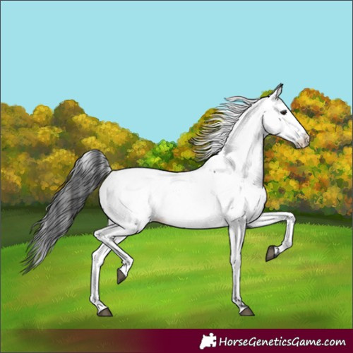 Horse Color:Black Fewspot 