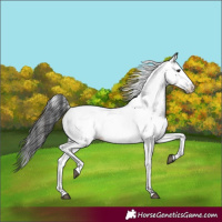 Horse Color:Black Appaloosa