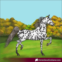 Horse Color:Smoky Black Appaloosa