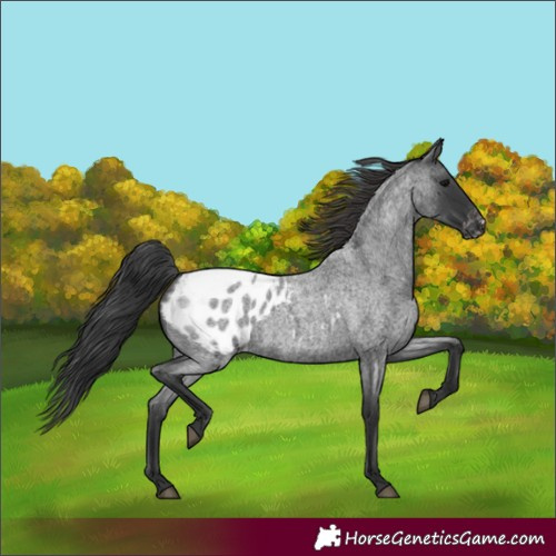 Horse Color:Blue Roan Blanket 