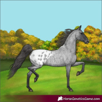 Horse Color:Blue Roan Appaloosa