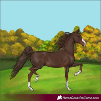 Horse Color:Liver Chestnut 