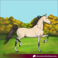 Horse Color:Buckskin Sabino