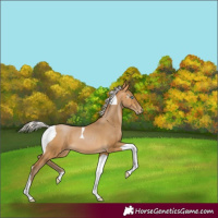 Horse Color:Gray Silver Buckskin Pearl Tobiano 