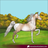Horse Color:Gray Silver Buckskin Pearl Tobiano