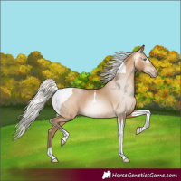Horse Color:Gray Silver Buckskin Pearl Tobiano 