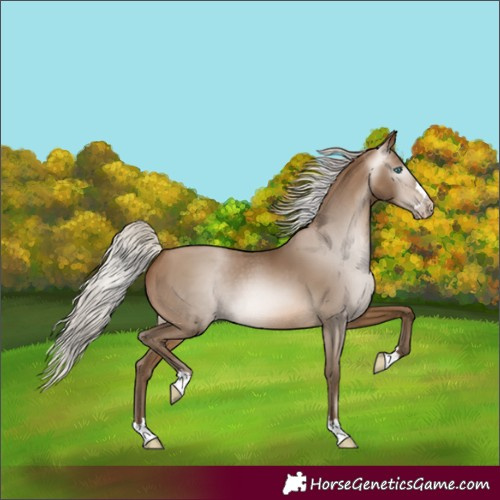 Horse Color:Gray Silver Buckskin Pearl 