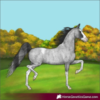Horse Color:Blue Roan Splash Appaloosa