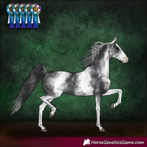 Horse Color:White Spotted Black Splash Rabicano 