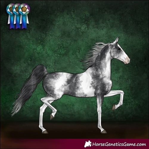 Horse Color:White Spotted Black Splash Rabicano