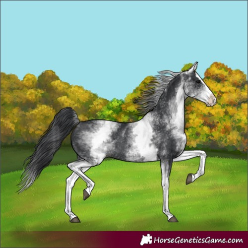 Horse Color:White Spotted Black Splash Rabicano 