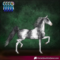 Horse Color:White Spotted Black Splash Rabicano
