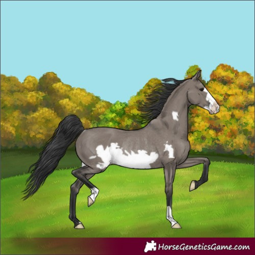 Horse Color:Grullo Frame Rabicano 