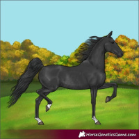 Horse Color:Black Rabicano