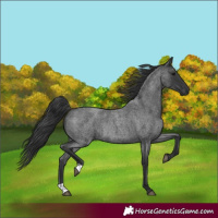 Horse Color:Blue Roan Rabicano