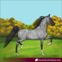 Horse Color:Blue Roan