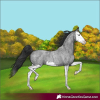 Horse Color:Blue Roan Splash