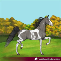 Horse Color:Grullo Sabino Splash Tobiano