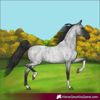 Horse Color:Blue Roan Tobiano 
