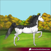 Horse Color:Black Splash