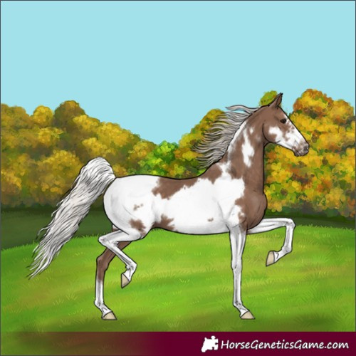 Horse Color:Silver Black Tobiano Frame 