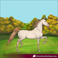 Horse Color:Gold Champagne Dun