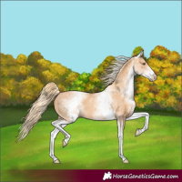 Horse Color:White Spotted Gold Champagne 