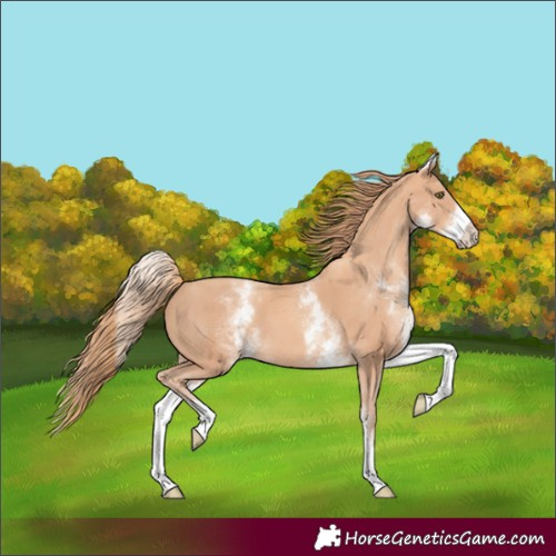 Horse Color:White Spotted Gold Champagne 