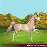 Horse Color:White Spotted Gold Champagne