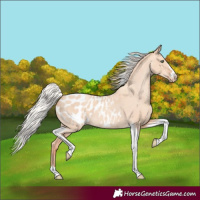 Horse Color:Silver Amber Champagne Dun Tobiano Blanket Rabicano 
